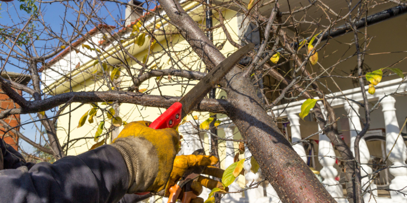 Tree care involves different aspects