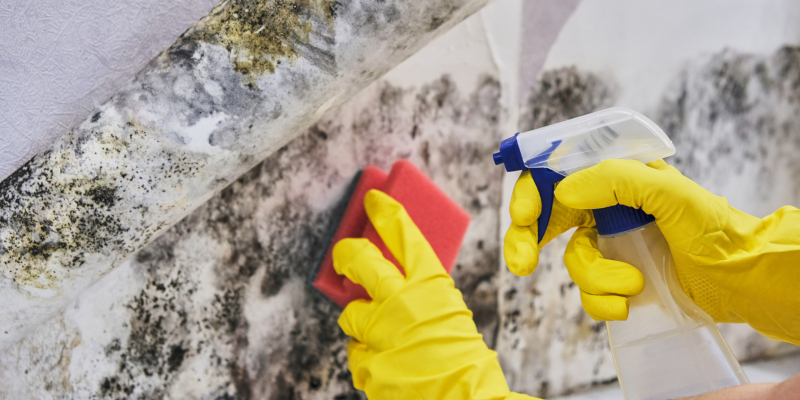 Why You Must Handle Your Mold Removal Needs Soon