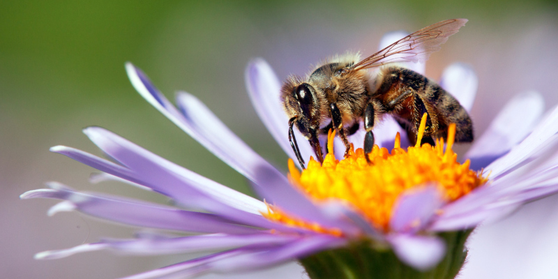 you are looking for honey bee removal options