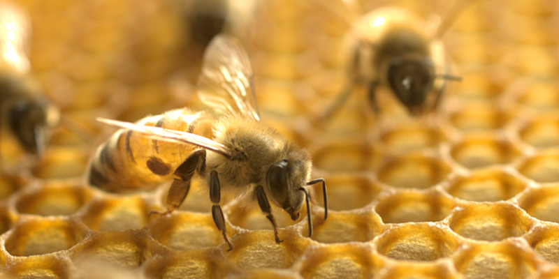 choose professional honey bee removal services 