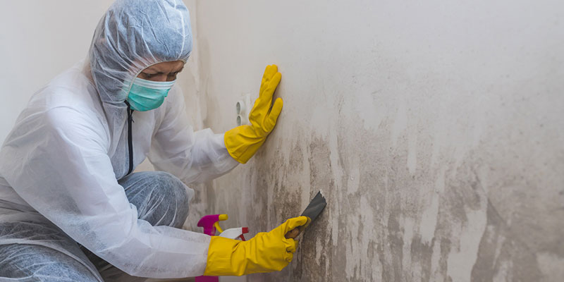 4 Signs You May Need Mold Removal Services Soon