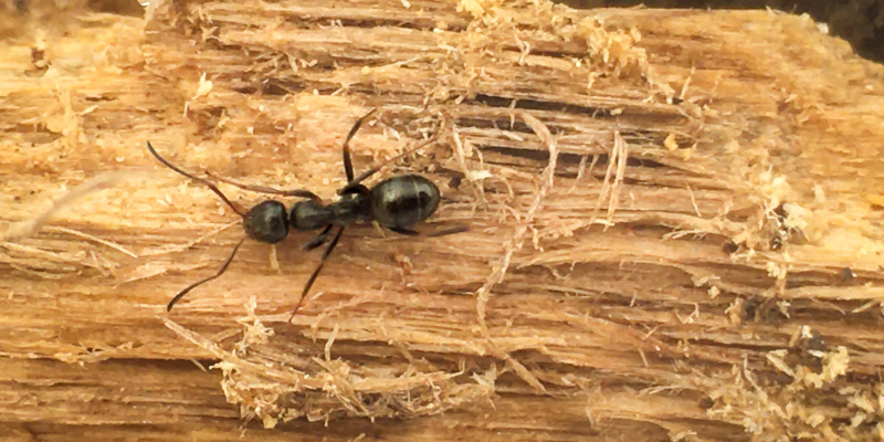 Carpenter Ant Control: Signs of an Infestation and Solution
