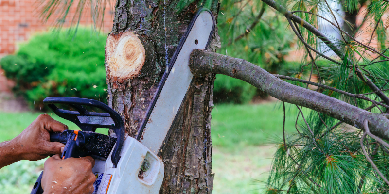 3 Reasons You Should Hire Professional Tree Services