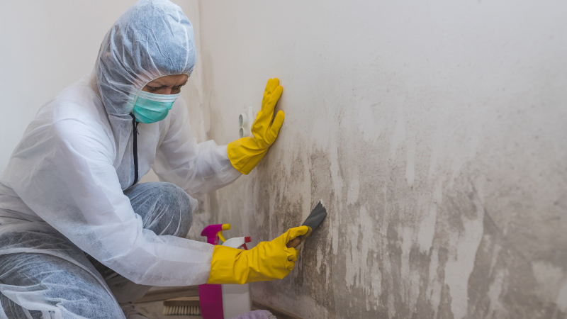 3 Signs You Should Look into Mold Removal