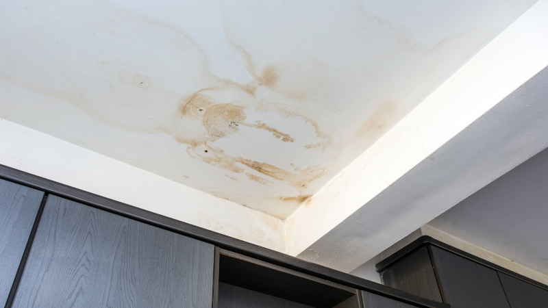 You Need Mold Removal: 4 Signs It’s Time to Call the Professionals