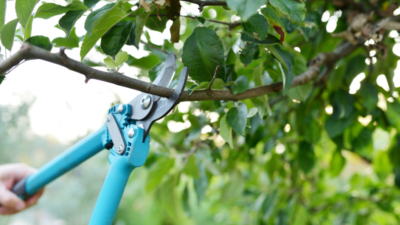 4 Tips for Preserving the Health of Your Trees with Tree Care