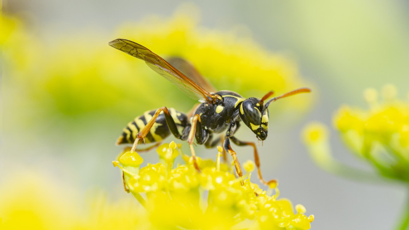 The Dos and Don’ts of Yellow Jacket Removal – Dover Garden