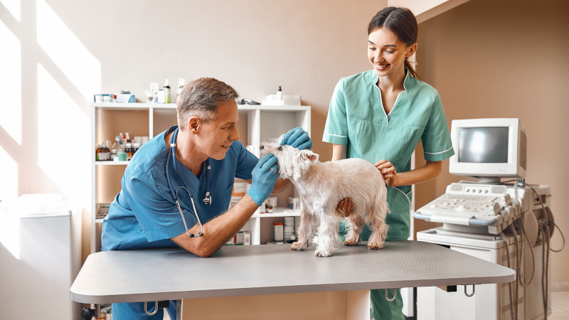Setting Up a New Vet Clinic? Some Things to Know About Veterinary Medical Equipment
