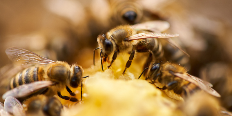 Bees on Your Property? You Need Professional Bee Removal