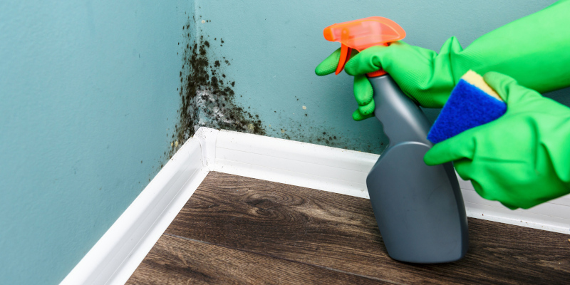 What You Should Know About Mold Removal in Your Home
