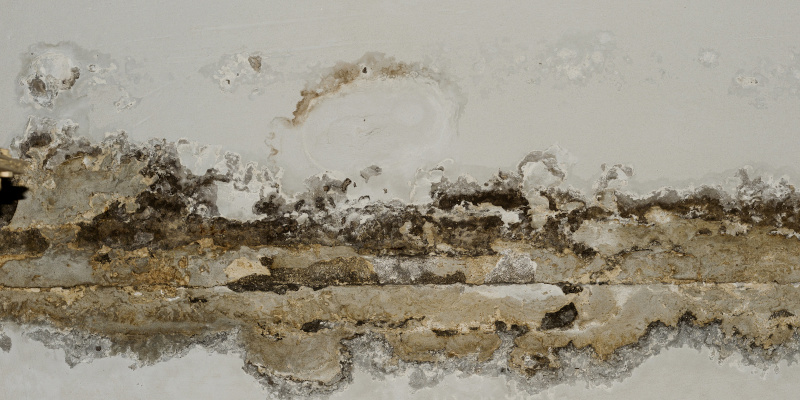 Mold Problems? Here's How to Pick the Right Mold Removal Services Provider