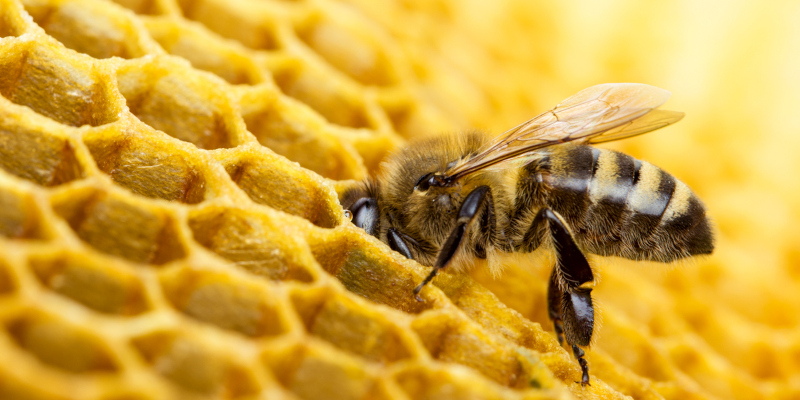 3 Reasons You Should Leave Bee Removal to Experts