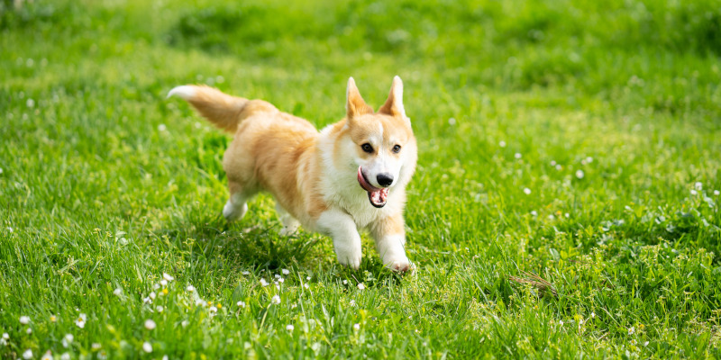 What Is Puppy Registration for Purebred Dogs?