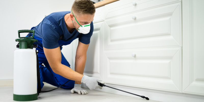 Struggling with Pests in Your Home? You Need Professional Pest Control